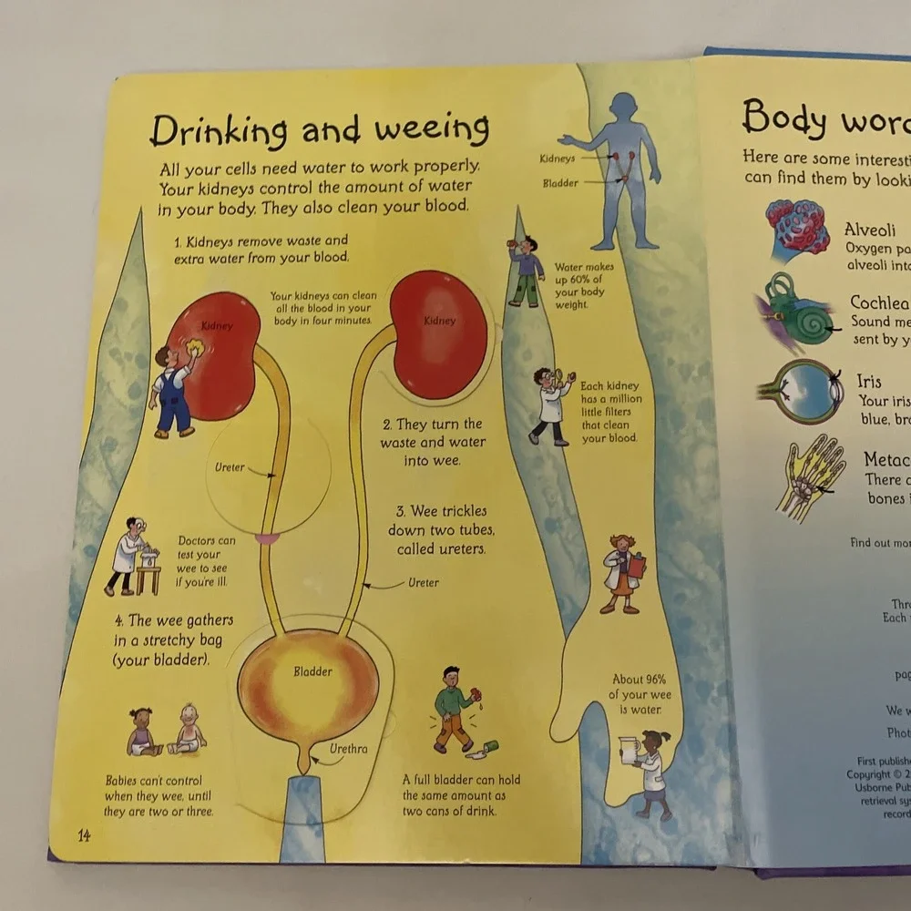 See Inside Your Body Large Board book With Educational‎ Information And Flaps